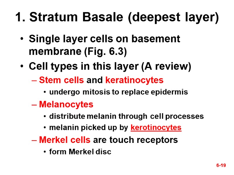 6-19 6-19 1. Stratum Basale (deepest layer) Single layer cells on basement membrane (Fig.